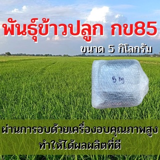 พันธุ์ข้าวปลูก กข85 เมล็ดพันธุ์ ข้าวปลูก กข85 เมล็ดพันธุ์ข้าว พันธุ์ข้าว กข.85 ให้ผลผลิตดี (5 กิโล)