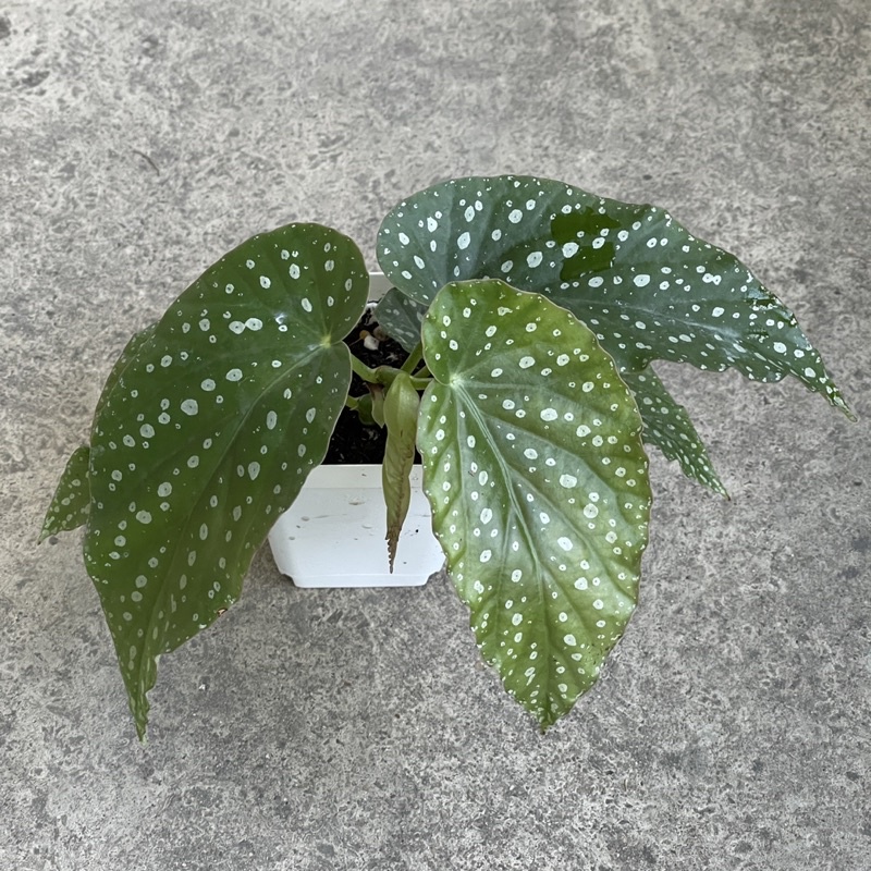 begonia-maculata-shopee-thailand