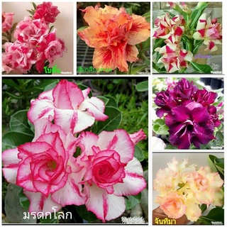 12 เมล็ด เมล็ดพันธุ์ ชวนชม สายพันธุ์ฮอลแลนด์ คละสี Adenium Seeds