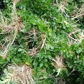 หญ้าไทเป 12ตรม. 6กิโล ถูกที่สุด สวยจริงตรงปก