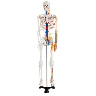 NKHC Anatomy model: NK-102B หุ่นจำลองโครงกระดูกมนุษย์ ขนาด 85 เซนติเมตร