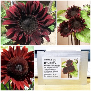 เมล็ดพันธุ์ ทานตะวันเรดเฮดจ์ สีแดงเข้ม (Red Hedge Sunflower Seed) คุณภาพดี ราคาถูก ของแท้ 100%