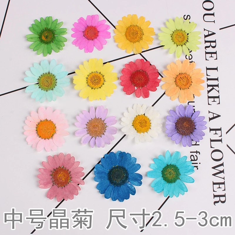 50ชิ้นนูนดอกไม้แห้งคริสตัลสีขาวดอกเบญจมาศนูนมือวางกาว ทําเอง พืชที่คั่นหน้า