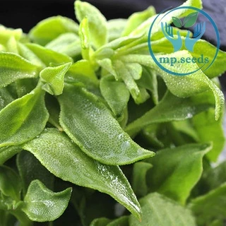 เมล็ดไอซ์แพลนท์ 1,000 / 2,000 เมล็ด Ice plant / Crystalline Iceplant