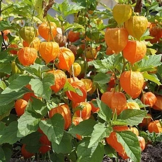 เมล็ดพันธุ์ เคพกูสเบอร์รี่ 500 เมล็ด เหลือง/แดง/ม่วง Cape Gooseberry เมล็ดโทงเทงฝรั่ง