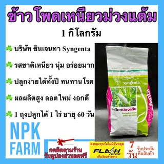 ข้าวโพดเหนียวม่วงแต้ม 1 กิโลกรัม เมล็ดพันธุ์ ข้าวโพด ม่วงแต้ม ซินเจนทา รสชาติเหนียว นุ่ม อร่อย ทนทานโรค 1 ถุง ปลูก 1 ไร่