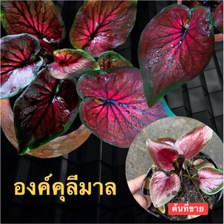 บอนสีองคุลีมาล บอนสีสวยๆสายดาร์กสายดุชอบกัน ส่งต้นที่กัดสีแล้ว☘️▶️เลื่อนภาพเข้าชมสินค้า