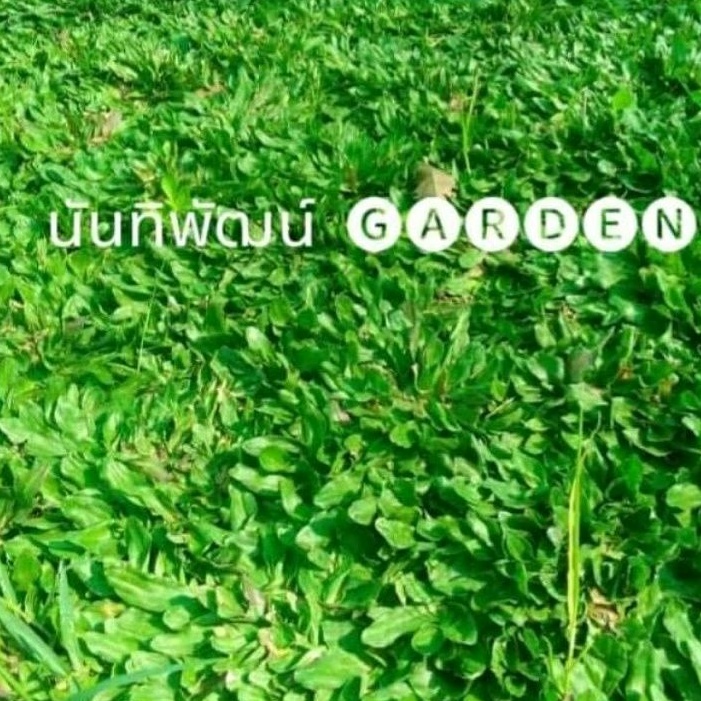 หญ้าไทเปชุด 30 ตรม. 15กิโล  หญ้า แปลงใหม่
