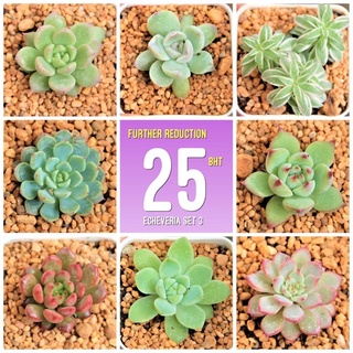 กุหลาบหินจิ๋ว กระถาง 2 นิ้ว ขนาดต้น 1.5-2 เซนติเมตร 1 ต้น G Succulents Set 3  รู้สึกเล็กไป ไม่สบายใจ ไม่กดสั่งนะคะ