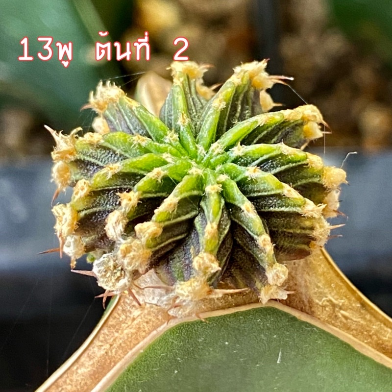 🌵lb2178 แท้ 13 พู ราคามือใหม่✅