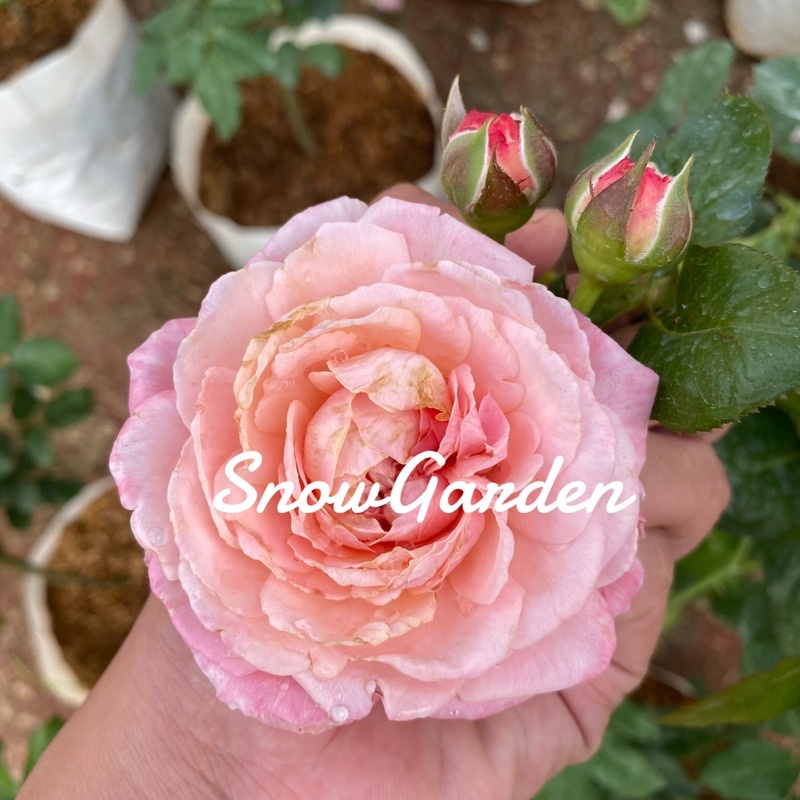 กุหลาบ Kolner flora (ติดดอก) โคเนอร์ฟลอร่า เลื้อยดอกดก เลี้ยงง่าย