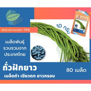 ถั่วฝักยาว เมล็ดดำ (Yard Long Bean)