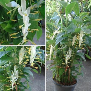 หัวว่านเข้าพรรษา Curcuma supraneeana ดอกไม้ประจำเทศกาลเข้าพรรษา 5 เหง้า/ออเดอร์