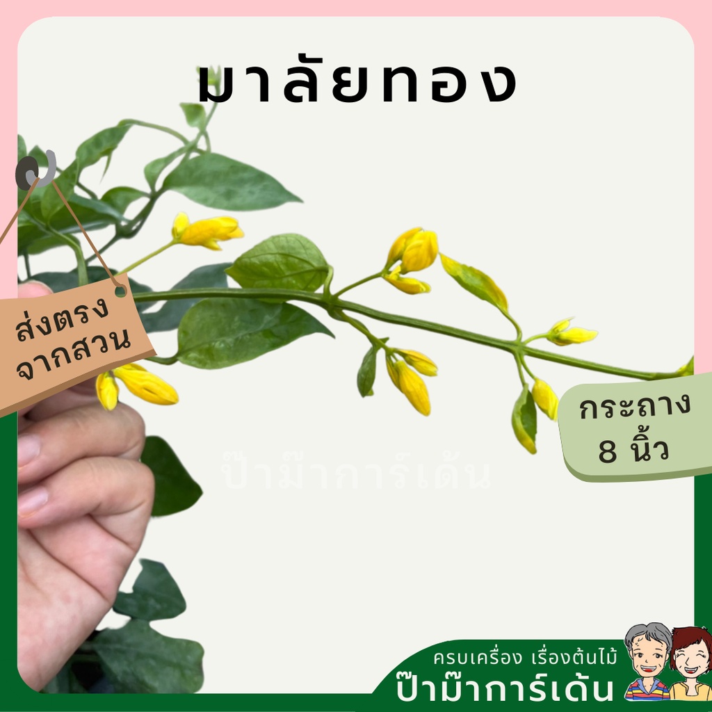 มุมมอง 2