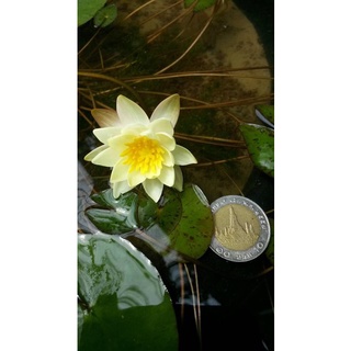 7 เมล็ด เมล็ดบัว สีเหลือง ดอกเล็ก สายพันธุ์เมล็ดบัว ดอกบัว Lotus seeds