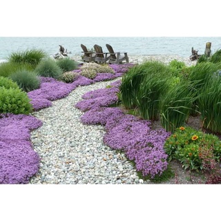 ไทม์เลื้อย thymus serpyllum creeping thyme สีม่วง 100 เมล็ด นำเข้าอังกฤษ