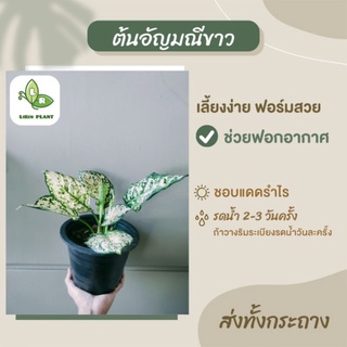 ต้นอัญมณีขาว Aglaonema ส่งทั้งกระถาง 6"นิ้ว ต้นไม้มงคล/ต้นไม้ฟอกอากาศ