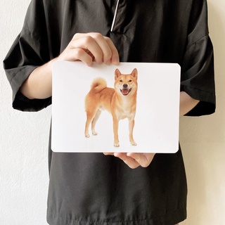 แฟลชการ์ดสายพันธุ์สุนัข แผ่นใหญ่ Flash Card Dog breeds KP044 Vanda learning