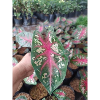 บอนสี เจ้ากรุงไกเซอร์ (Caladium Bicolor)