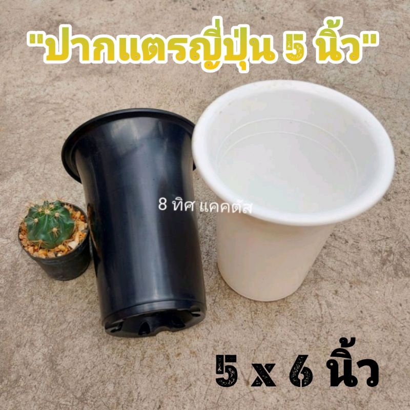 // กระถาง 5 นิ้ว // ปากแตรญี่ปุ่น ทรงสูง กลม // พลาสติก แคคตัส กระบองเพชร