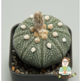 13. Astrophytum oibo