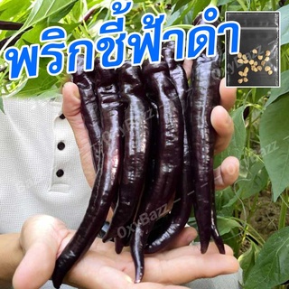 [10แถม1] เมล็ดพริกชีฟ้าดำ 20เมล็ด เมล็ดพันธุ์พริกชี้ฟ้าม่วงดำ