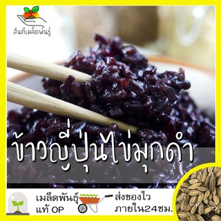 เมล็ดพันธุ์ ข้าวญี่ปุ่นไข่มุกดำ (เมล็ดสีดำพันธุ์หายาก) 100เมล็ด Black Pearl Japanese Rice เมล็ดพันธุ์แท้100% ข้าว โตไว