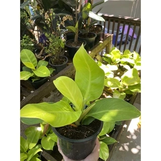 ต้นกุมารทองเรียกทรัพย์ Philodendron Moonlight จัดส่งพร้อมกระถางดำ 6 นิ้ว