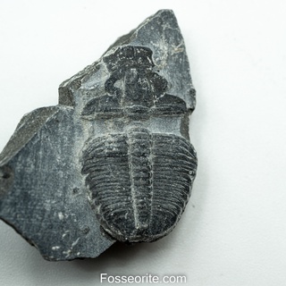 [อายุกว่า 505 ล้านปี!!!] #214 ฟอสซิล ไทรโลไบต์ Elrathia Kingi Trilobite ของแท้ ขนาดเล็ก บน Matrix จาก USA