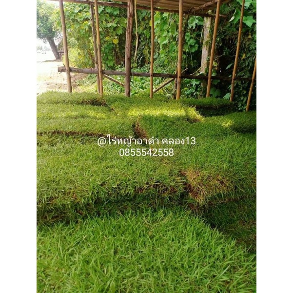 หญ้านวลน้อยแท้ 1 แผ่น หญ้าปูสนามจริง ทนแดด ทนการเหยียบย่ำ ตัดสดใหม่จากไร่ทุกวัน พร้อมส่ง
