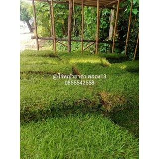 หญ้านวลน้อยแท้ 1 แผ่น หญ้าปูสนามจริง ทนแดด ทนการเหยียบย่ำ ตัดสดใหม่จากไร่ทุกวัน พร้อมส่ง