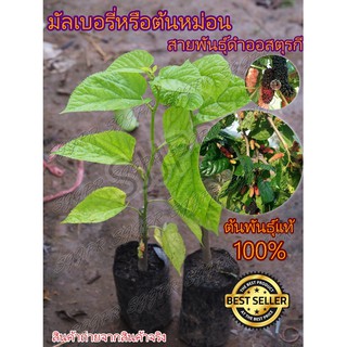 ต้นมัลเบอรี่ดำออสตุรกี เป็นกิ่งชำมัลเบอรี่พันธุ์ดำออสตุรกี 4 ต้น 158 บาท สายพันธุ์ลูกใหญ่ หวานฉ่ำ มีสินค้าพร้อมส่ง