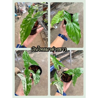 🟩🟩 เงินไหลมาด่างขาว (Syngonium podophyllum Variegeted) ต้นไม้มงคล ต้นไม้ฟอกอากาศ