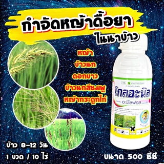 โกลอะนิล ขนาด 500 ซีซี 🛑 อะนิโลฟอส โฟนิฟอส 30 ✴️ กำจัด หญ้าดื้อยา หญ้าดอกขาว หญ้าข้าวนก กระดูกไก่ คุม-ฆ่า ในนาข้าว