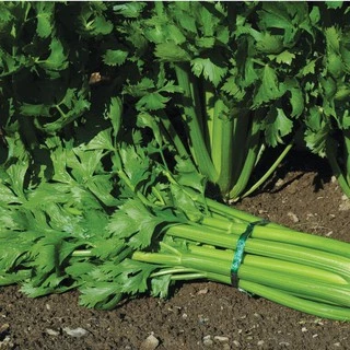 300 เมล็ด เมล็ดพันธุ์ เซเลอรี่ (celery) ขึ้นฉ่ายฝรั่งต้นใหญ่