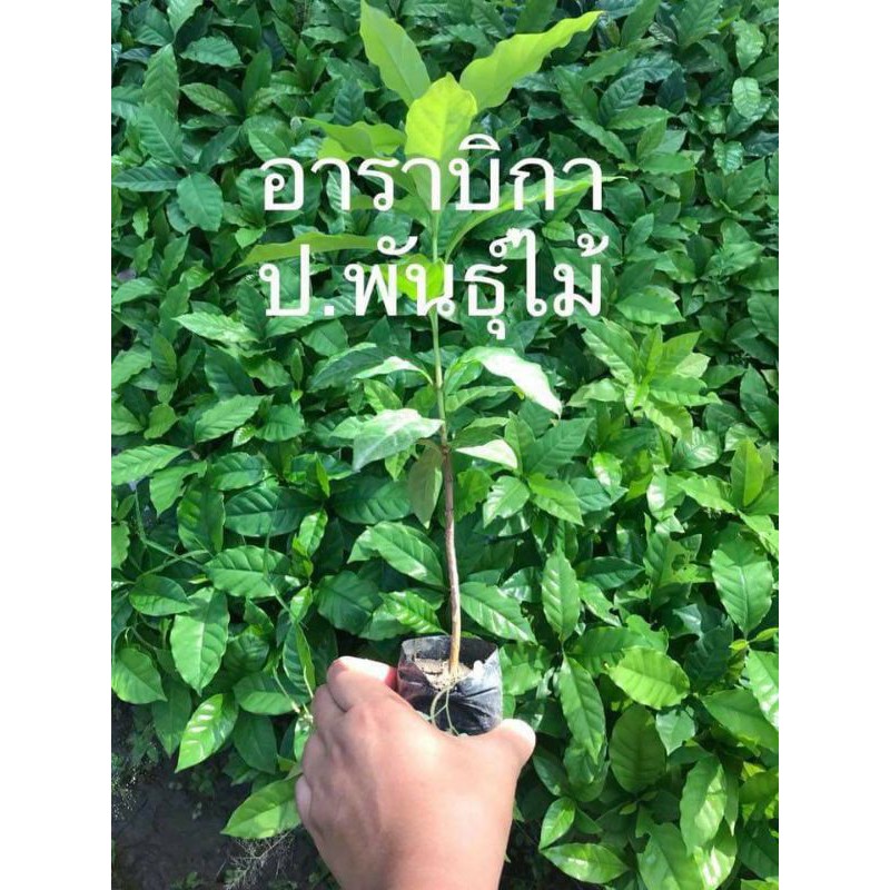ต้นกาแฟอาราบิกา ต้นกาแฟ ขนาด 20 เซนติเมตร