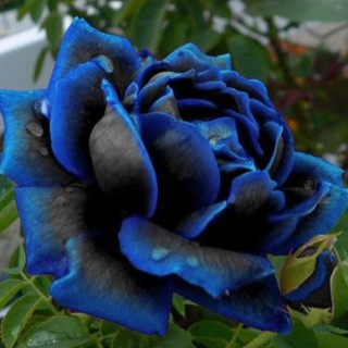 เมล็ดพันธุ์กุหลาบ สีน้ำเงิน Rose Seeds ดอกใหญ่ นำเข้าจากต่างประเทศ 30 เมล็ด