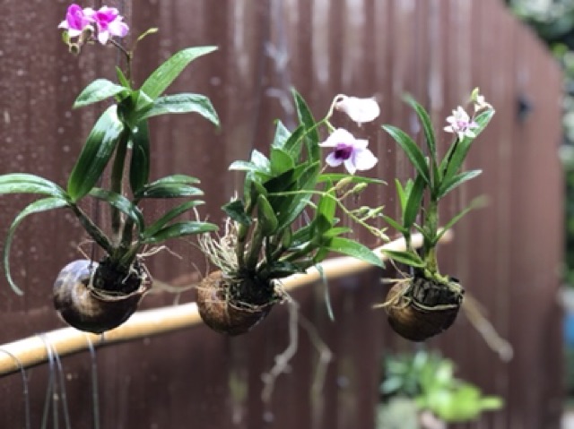 กล้วยไม้หวายแคระ ในเปลือกหอย - รูปที่ 2