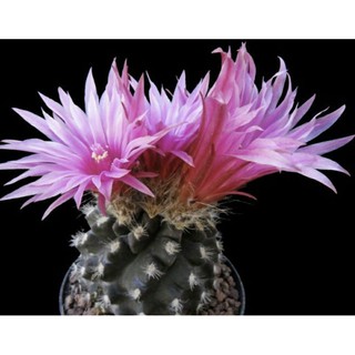 🌵เมล็ดพันธุ์แคคตัส🌵 Pyrrhocactus gracilis 20 เมล็ด