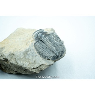 [อายุกว่า 505 ล้านปี!!!] #51 ฟอสซิล ไทรโลไบต์ Elrathia Kingi Trilobite ของแท้ ขนาดเล็ก บน Matrix จาก USA