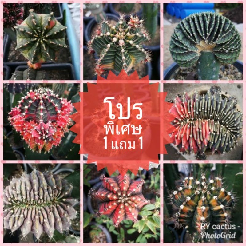 โปรพิเศษ 1 แถม 1 เมล็ด ยิมโนด่าง แคดตัส gymno เมล็ดใหม่