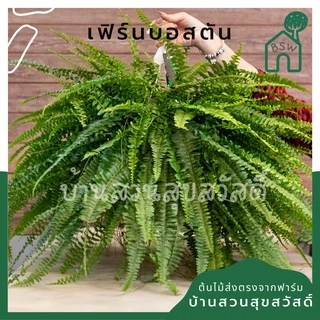 เฟิร์นบอสตัน หรือ เฟิร์นมะขามสีทอง กระถาง 5 นิ้ว