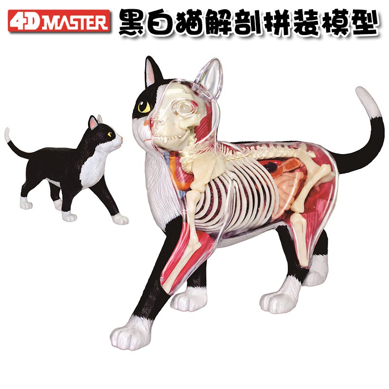 4D Master black and white cat anatomy visceral skeleton group assembly model detachable simulation animal doll ornaments