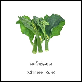 เมล็ดคะน้าฮ่องกง (Chinese Kale) 50 เมล็ด [10 แถม 1 คละได้]