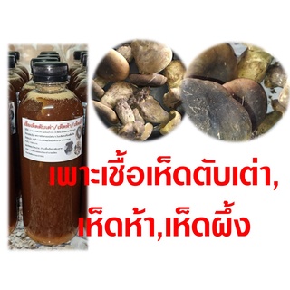 เชื้อเห็ดตับเต่าเข้มข้น (เห็ดผึ้ง,เห็ดห้า) สูตรเข้มข้น