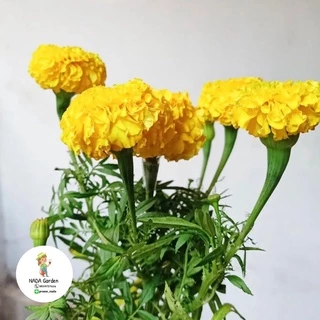 เมล็ดพันธุ์ดาวเรืองสีเหลือง ⭐️300 เมล็ด เมล็ดพันธุ์แท้ อัตราการงอกสูง 🌱