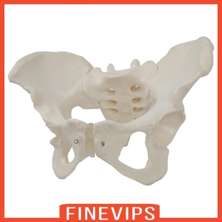 Life Size Female Pelvic Skeleton Model PVC 1:1 for Science Classroom Display