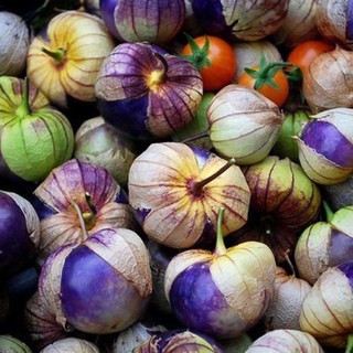 เมล็ดพันธุ์ โทมาทิลโล่ สีม่วง (Purple Tomatillo Seed) บรรจุ 20 เมล็ด คุณภาพดี