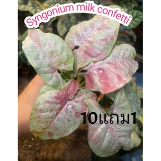 Syngonium milk confetti   มิ้วคอนเฟตติ ต้นเงินไหลมา  ต้นไม้ฟอกอากาศ  ไม้ด่าง ไม้สะสม สวน แต่งบ้าน จัดสวน ปุ๋ย ดิน กระถาง