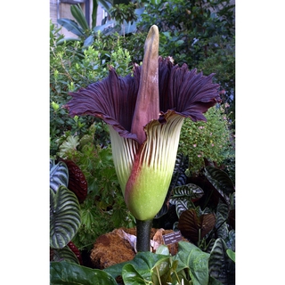 Amorphophallus บุกกำมะหยี่ ของหายาก หัวต้นบุก หัวค่อนข้างใหญ่มาก